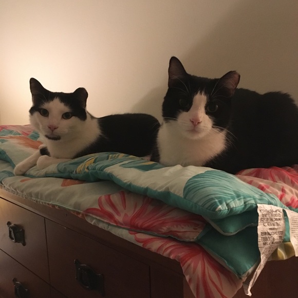 Meet your Posher, Emily - Picture 1 of 1